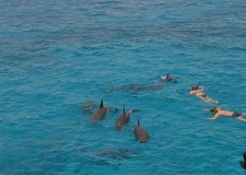 Dolphin House Hurghada (1)