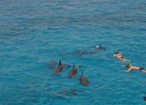 Dolphin House Hurghada (1)