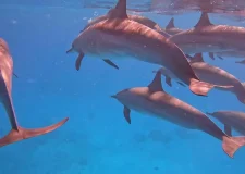 Dolphin House Hurghada (3)