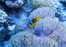 Dolphin House Hurghada (4)