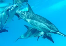 Dolphin-House-Marsa-Alam-Egypt-egypt-inside (5)