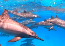 Dolphin-House-Marsa-Alam-Egypt-egypt-inside (8)