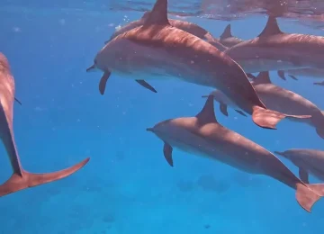 Dolphin-House-Marsa-Alam-Egypt-egypt-inside (3)